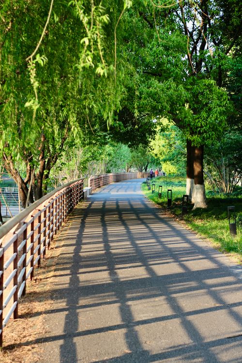 Free Peaceful shaded park path with sunlight filtering through green trees. Stock Photo