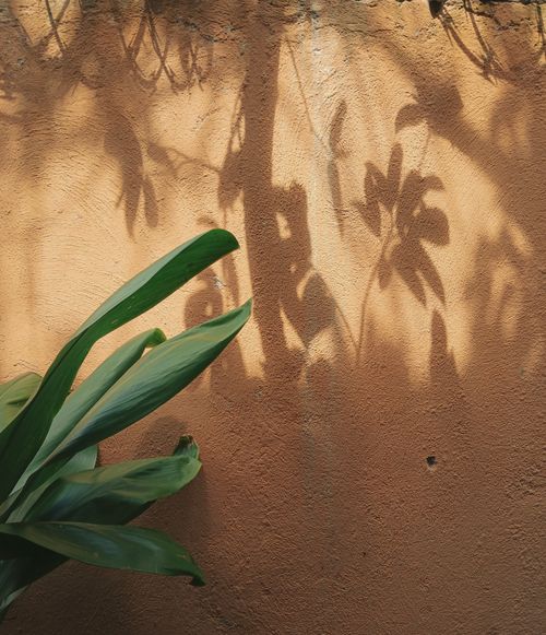 Free Sunlight casts tropical plant shadows on a terracotta wall in the Dominican Republic, creating an artistic pattern. Stock Photo