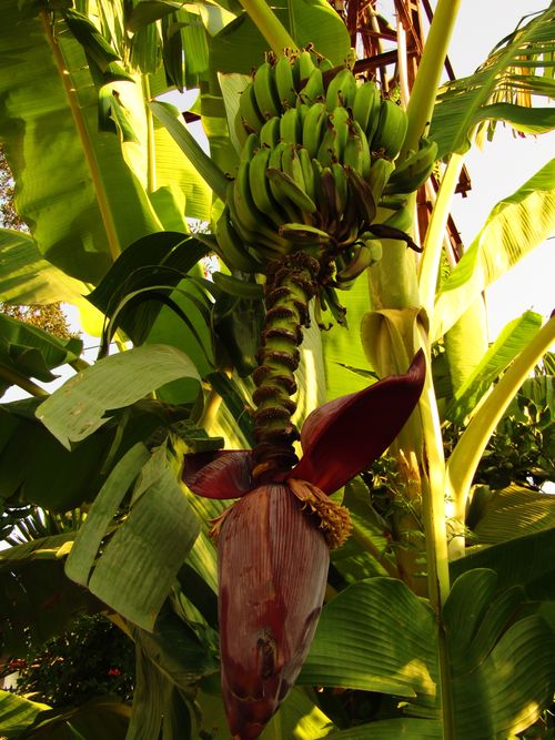 Free Vibrant banana tree with ripening fruit and flower in sunlight, perfect for tropical themes. Stock Photo