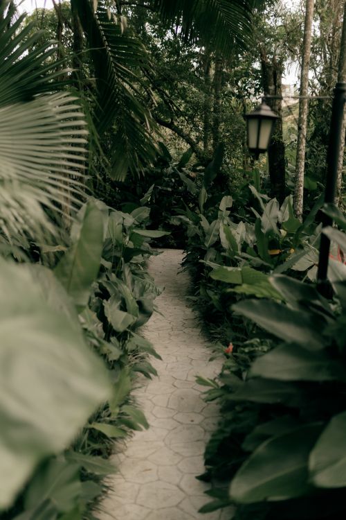 Free A tranquil pathway winding through dense tropical foliage, ideal for a peaceful nature escape. Stock Photo