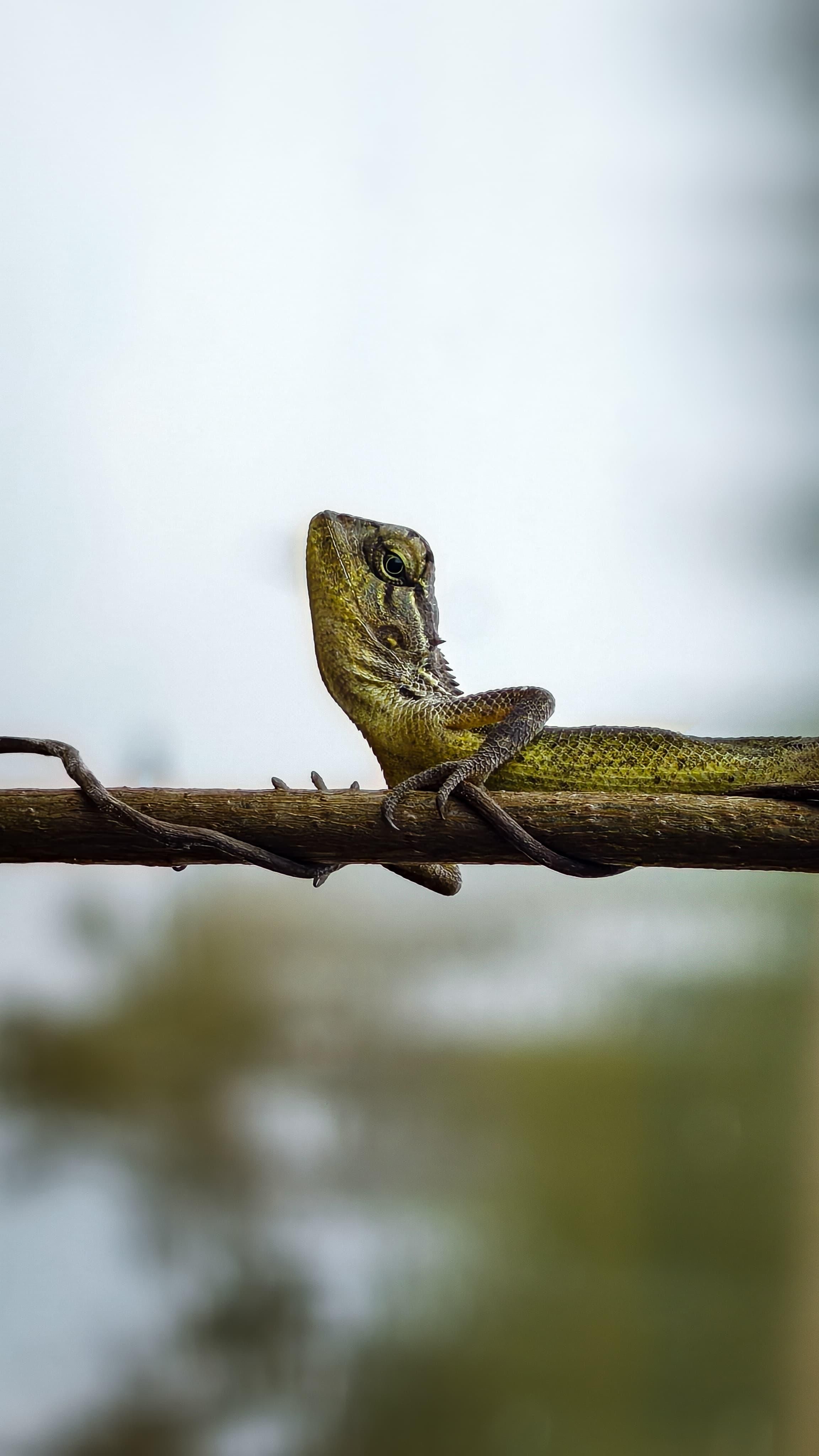 Close-Up of Calm Lizard on a Branch · Free Stock Photo