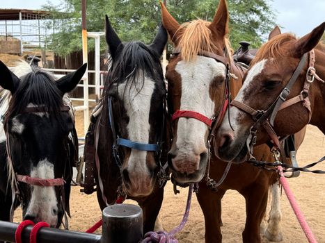 horse property arizona