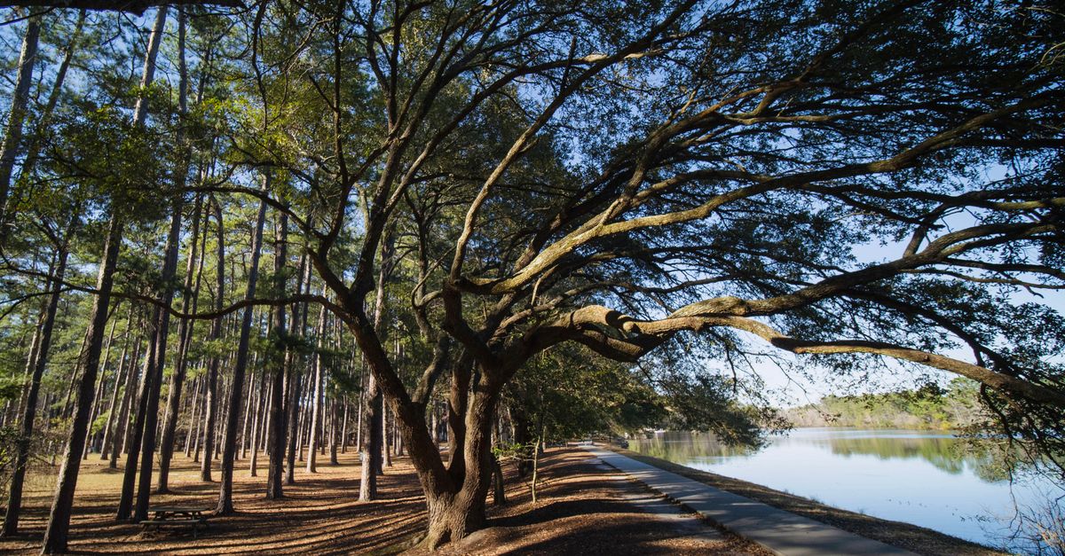 Beautiful Southern oak tree spreading over a peaceful lakeside path in Columbia, South Carolina.