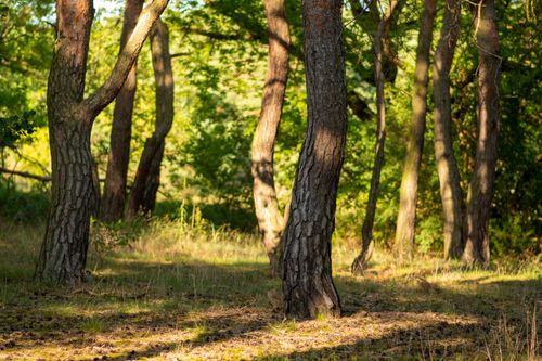 Free Serene forest landscape in Toruń, showcasing tall trees and dappled sunlight. Stock Photo
