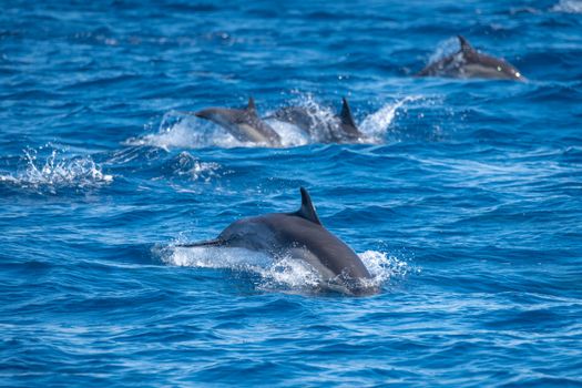 Dynamic capture of a dolphin pod swimming in the vibrant blue waters of the Pacific Ocean near San Diego, California.