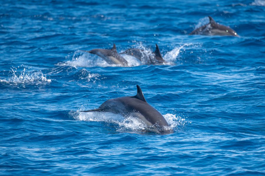 Dolphin Boat Rides photo 4