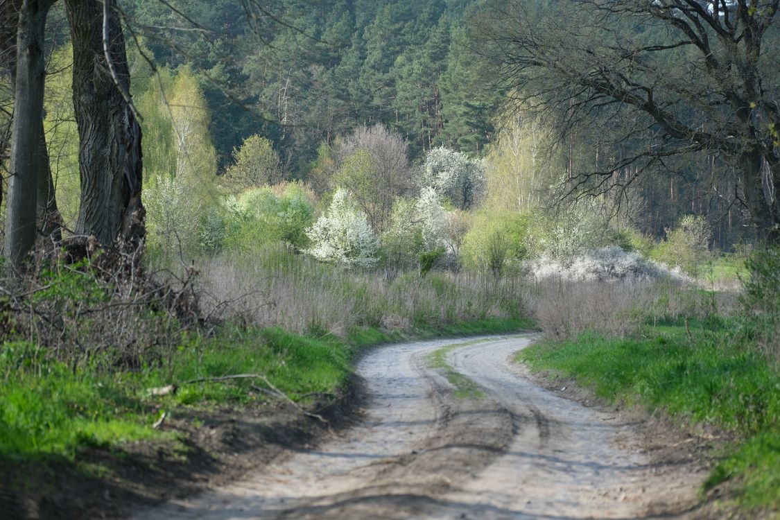 Serene Forest Path in Springtime · Free Stock Photo