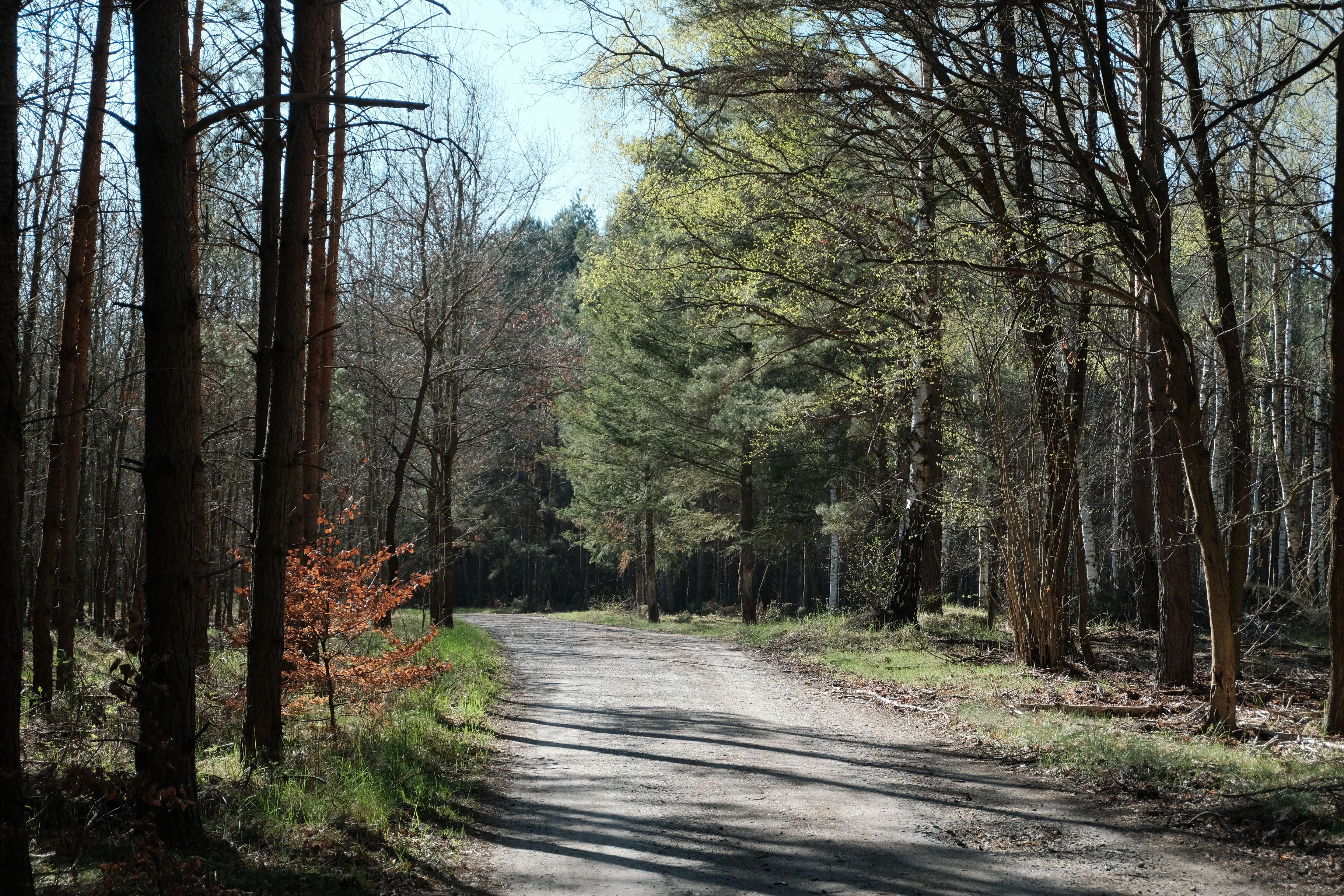 Wandelpad door groene Ardennen met natuurlijk bos