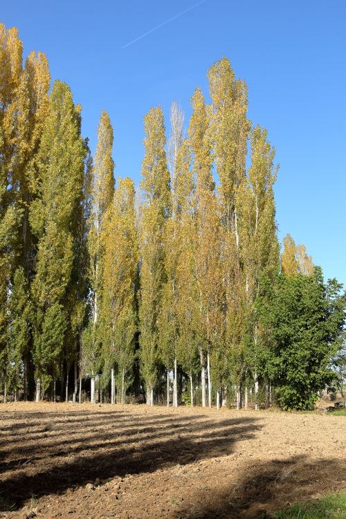 Free Majestic poplar trees with autumn foliage reach for the blue sky in a serene countryside setting. Stock Photo