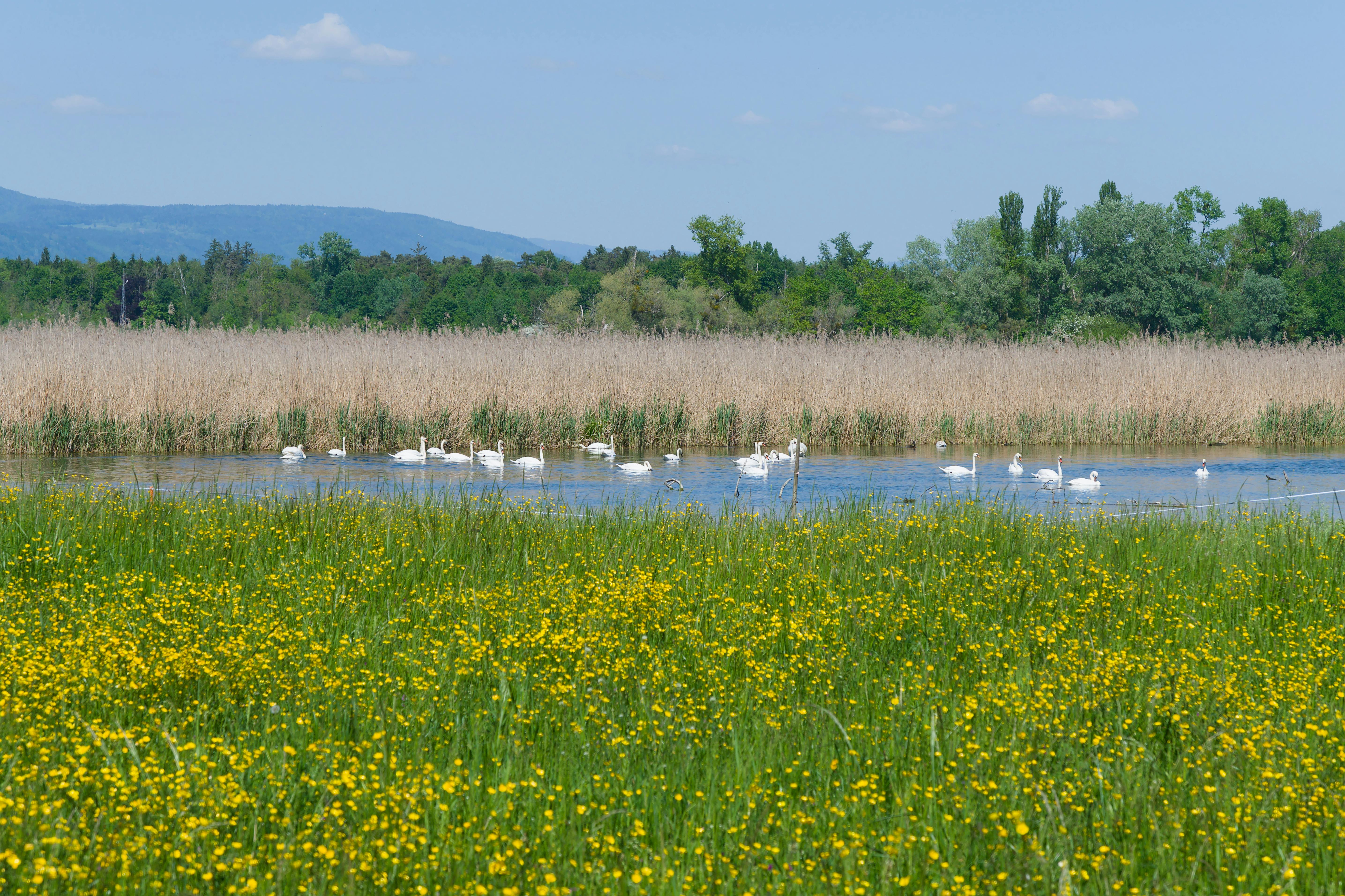 Voyage à vélo - Le tour du lac de Constance à vélo version facile