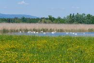 A tranquil scene of swans gliding on a lake surrounded by wildflowers and reeds against a mountain backdrop.