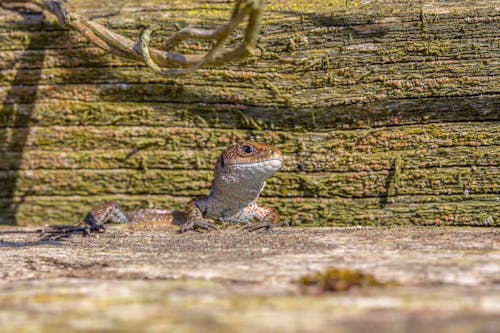 Free stock photo of amphibian, animal, animal eye