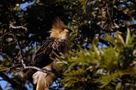 A Guira Cuckoo camouflaged among lush branches in São Paulo, Brazil.