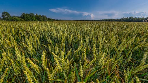 Free stock photo of agriculture, clouds, cornfield