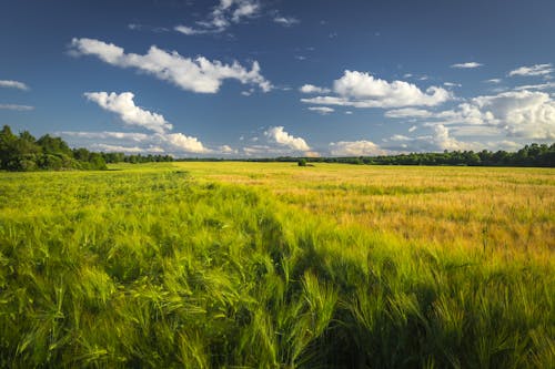 Free stock photo of agriculture, clouds, cornfield