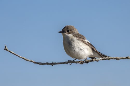 Free stock photo of autumn, avian, bird