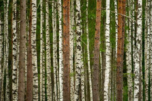 Free Serene view of a lush birch forest in Saku, Estonia. Experience nature's tranquility. Stock Photo