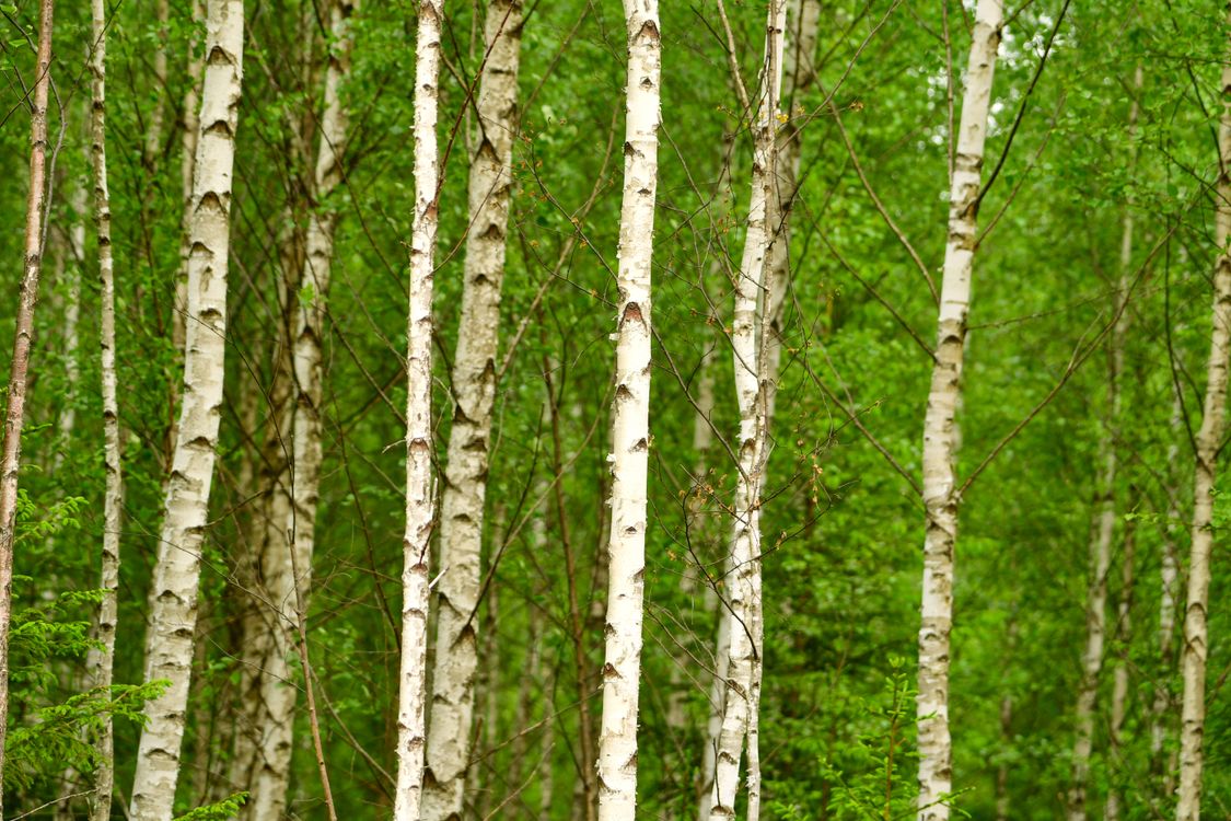 Free Tranquil birch trees standing tall in a lush Estonian forest, capturing nature's vitality. Stock Photo