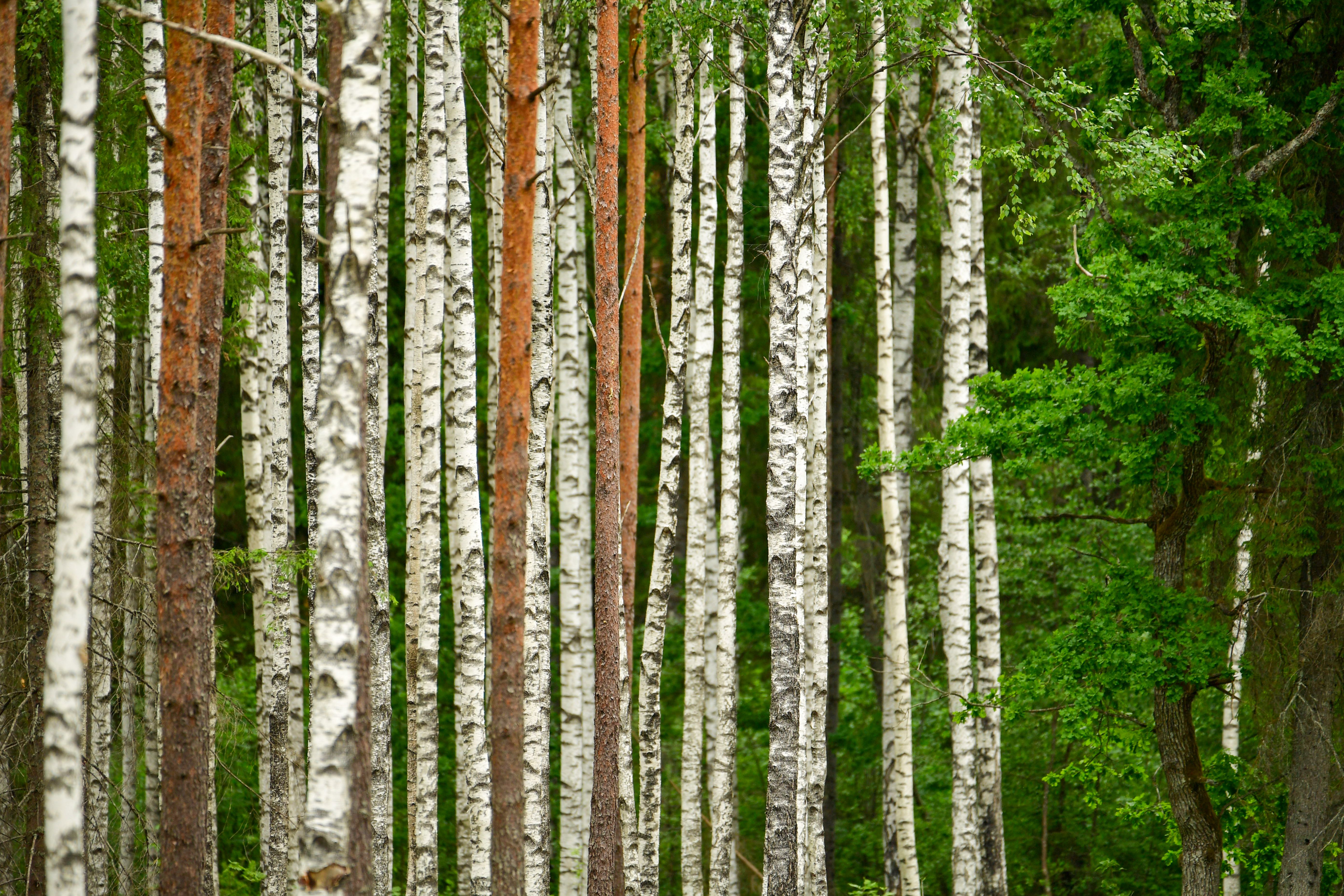 Tranquil Birch Grove in Saku Estonia's Woodland · Free Stock Photo