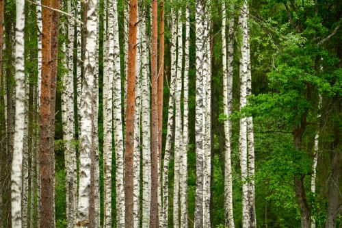 Free Serene birch forest in Saku, Estonia, showcasing lush greenery and vertical white bark trees in spring. Stock Photo