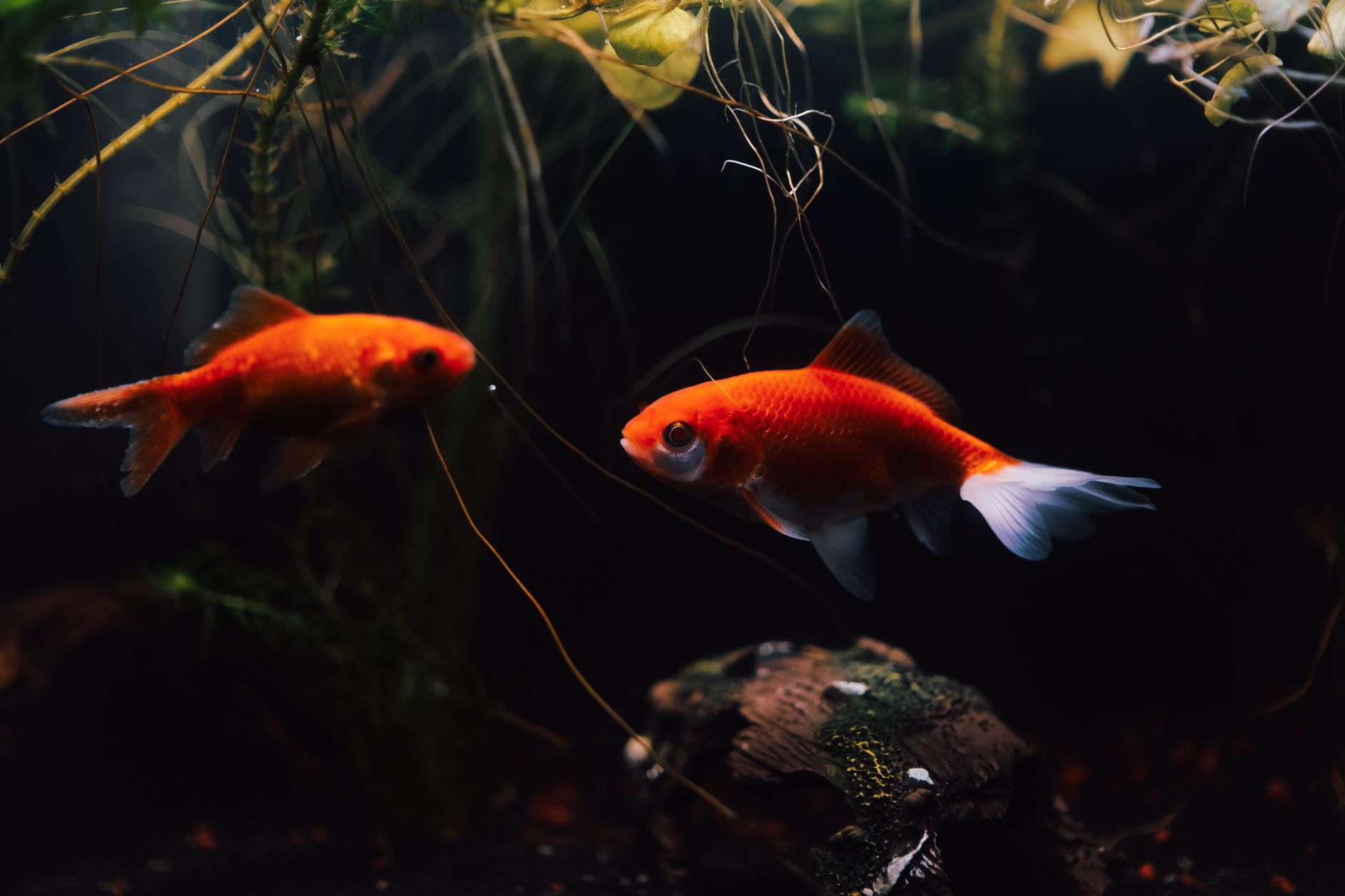Best UV Sterilizers for Fish Tanks (2026) – Effective Algae & Pathogen Control for Healthy Aquariums