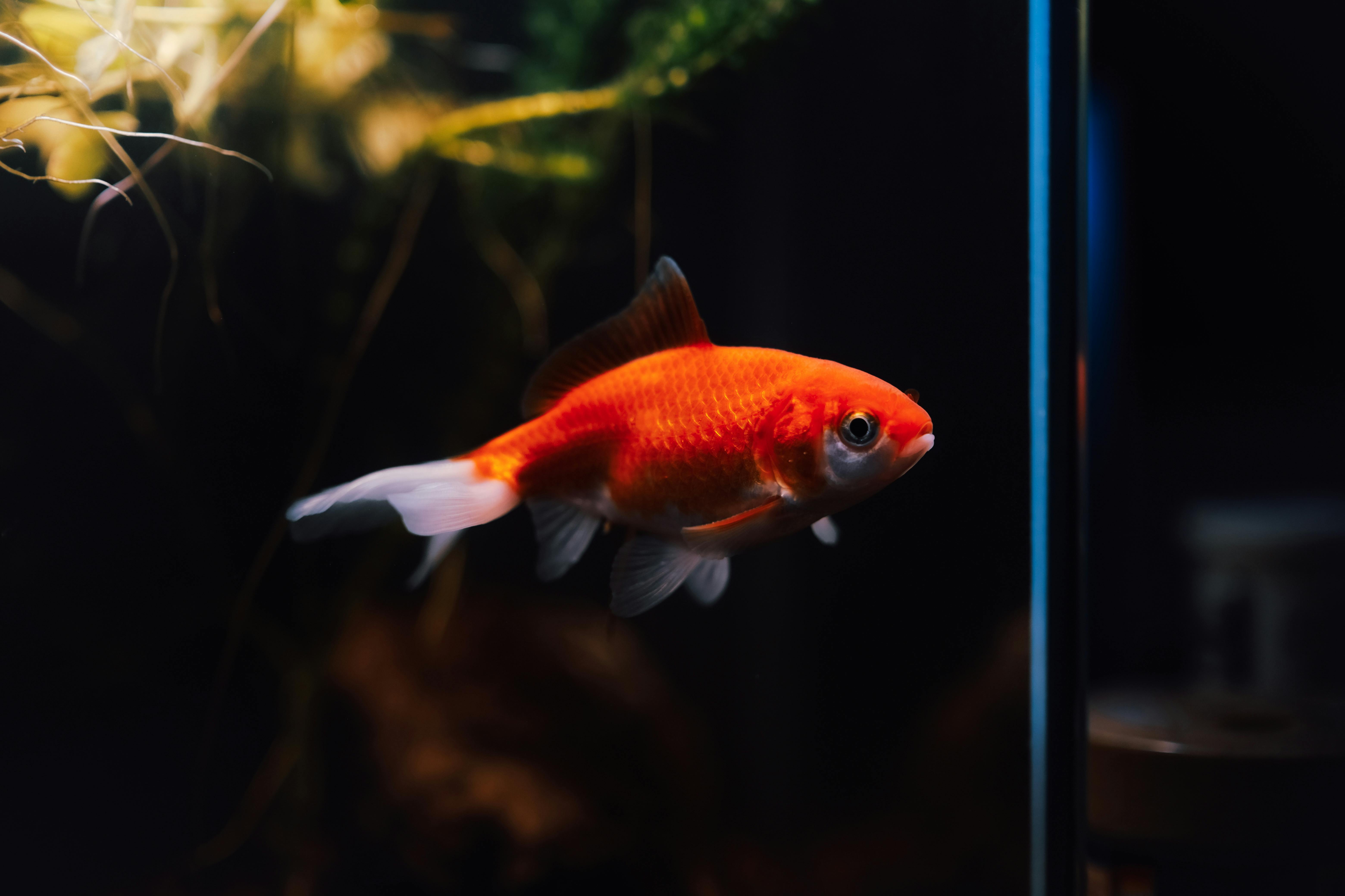 Aquarium And Fish Care Tactics