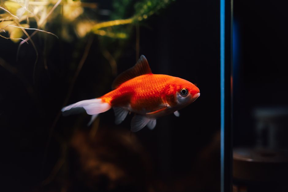 A vibrant goldfish swims gracefully in a dimly lit aquarium, showcasing its bright orange scales.