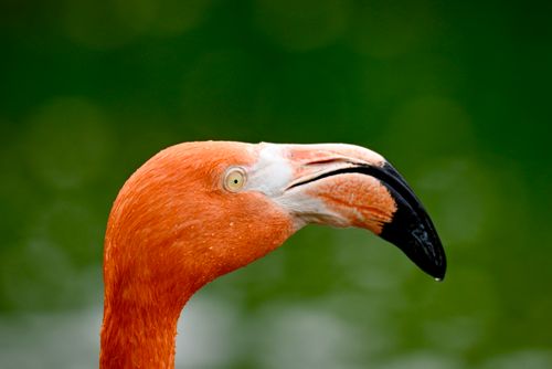Free Detailed side profile of a flamingo against a blurred green background. Stock Photo