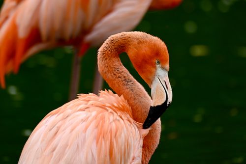 Free A detailed portrait of a colorful pink flamingo standing in a natural setting. Stock Photo