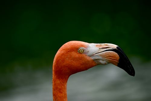 Free Detailed close-up photo of a vibrant flamingo's head against a lush green background. Stock Photo