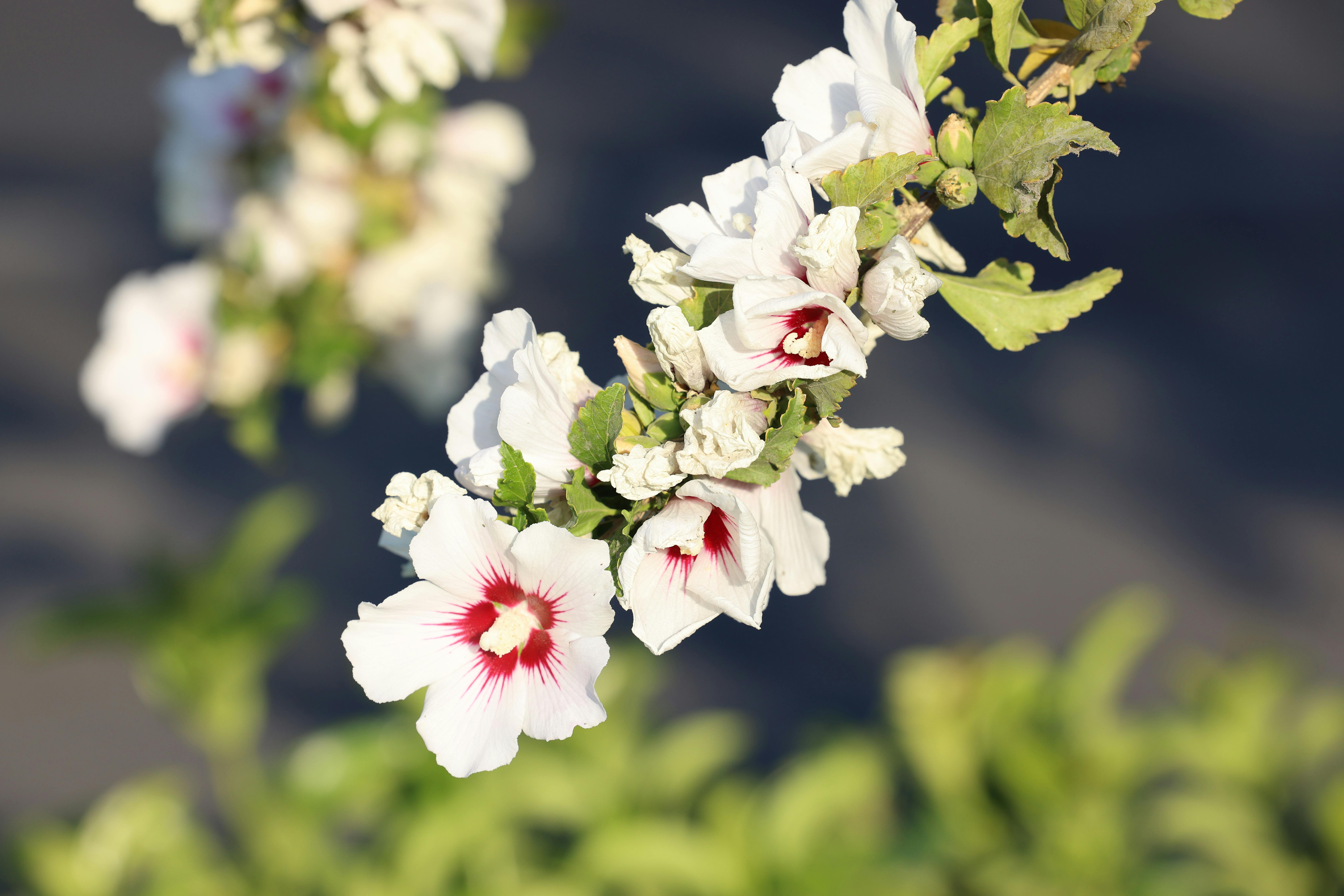 [ColoSach]-close-up-of-elegant-white-flowers-with-red-centers-blossoming-on-a-sunny-day.