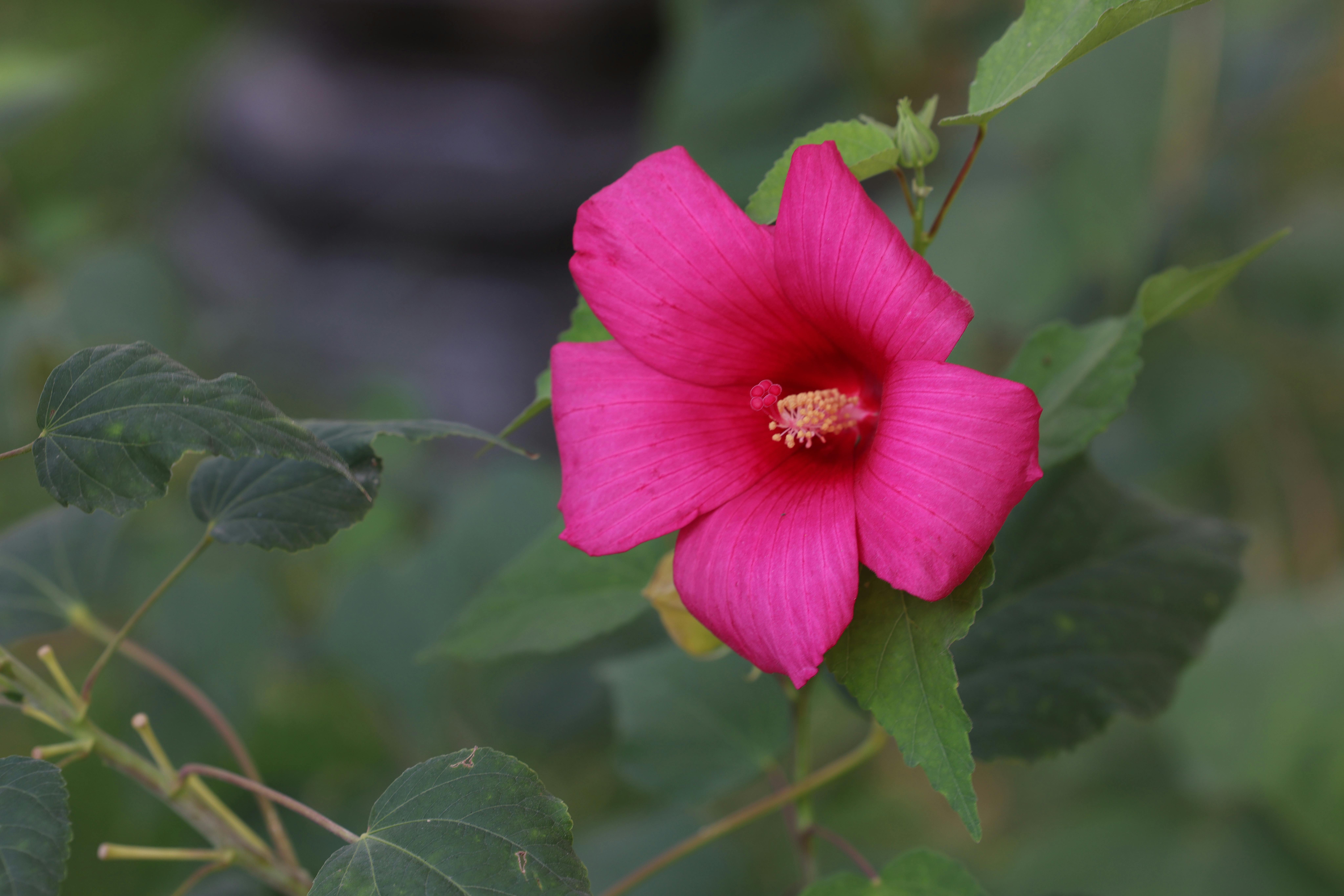 [ColoSach]-close-up-of-a-vivid-pink-hibiscus-flower-with-lush-green-leaves,-captured-outdoors-in-oʻzbekiston.