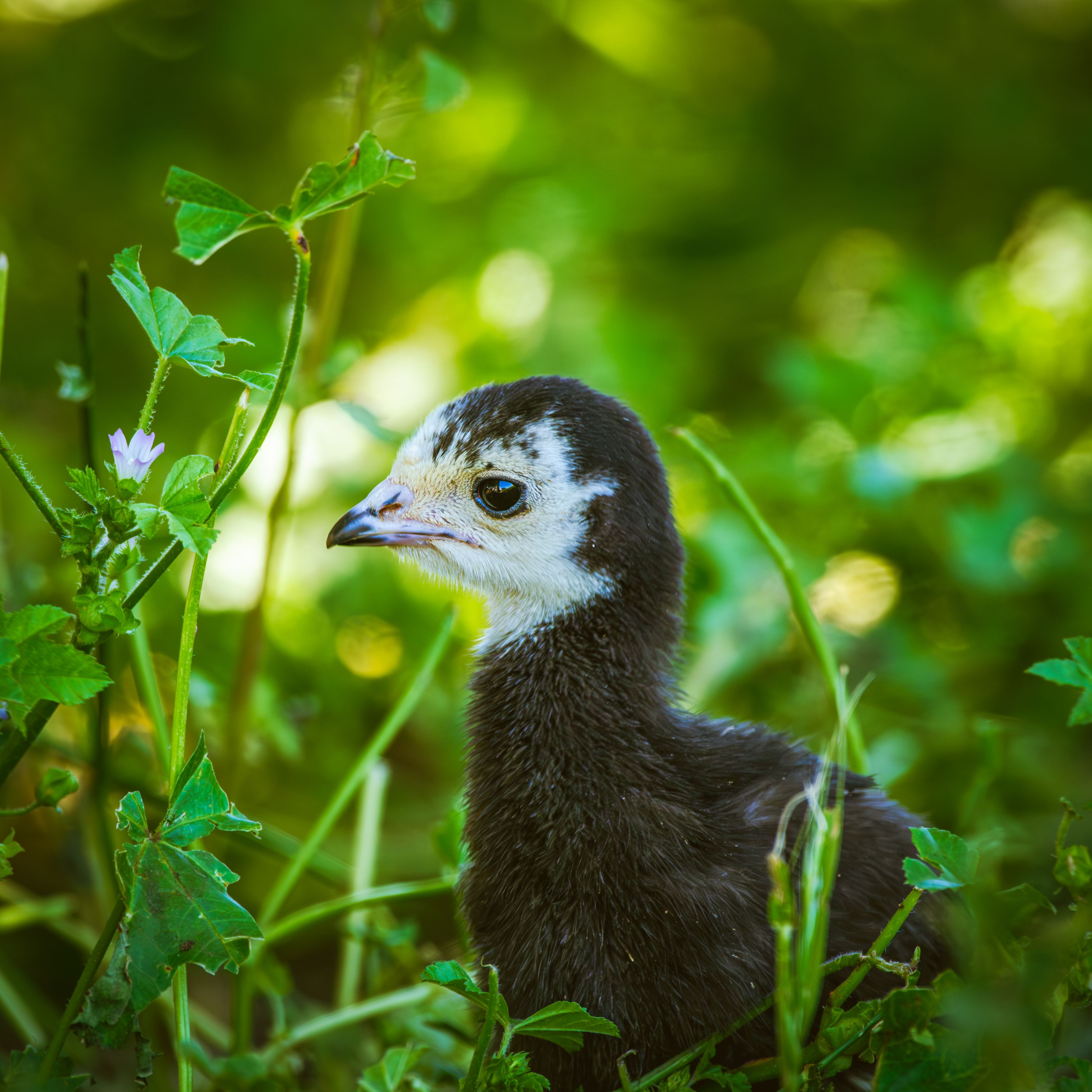 Young turkey poult among green leaves