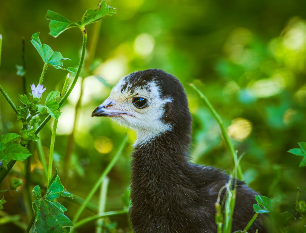 A young turkey poult standing among autumn leaves