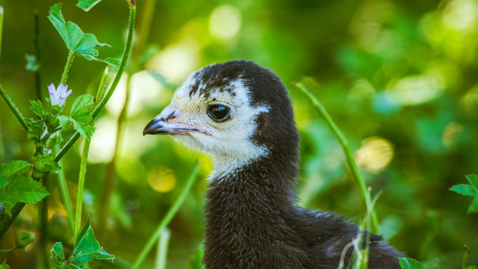 Young turkey poult among green leaves