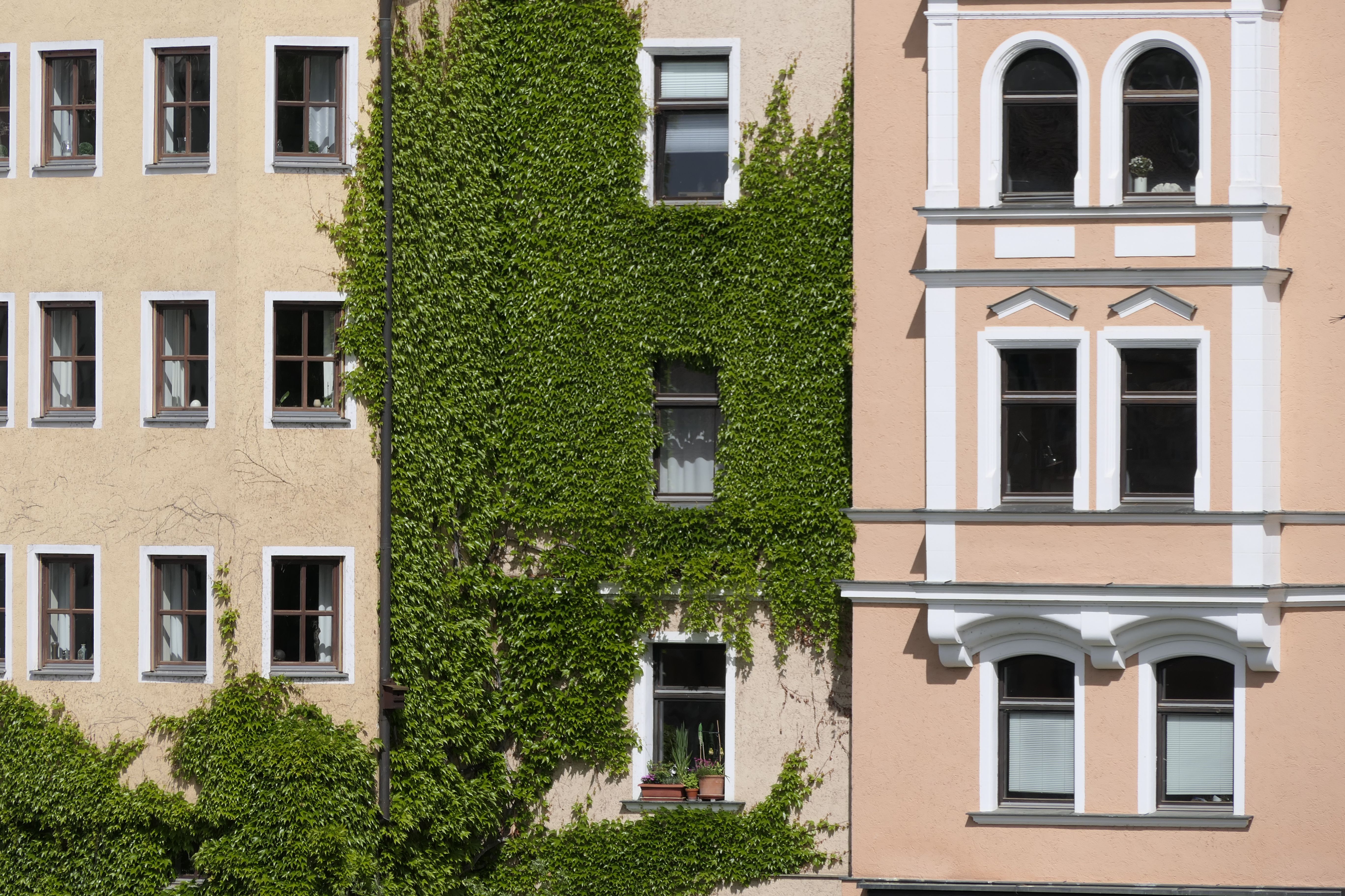Free Charming European architectural details with ivy-covered walls in Regensburg, Germany. Stock Photo