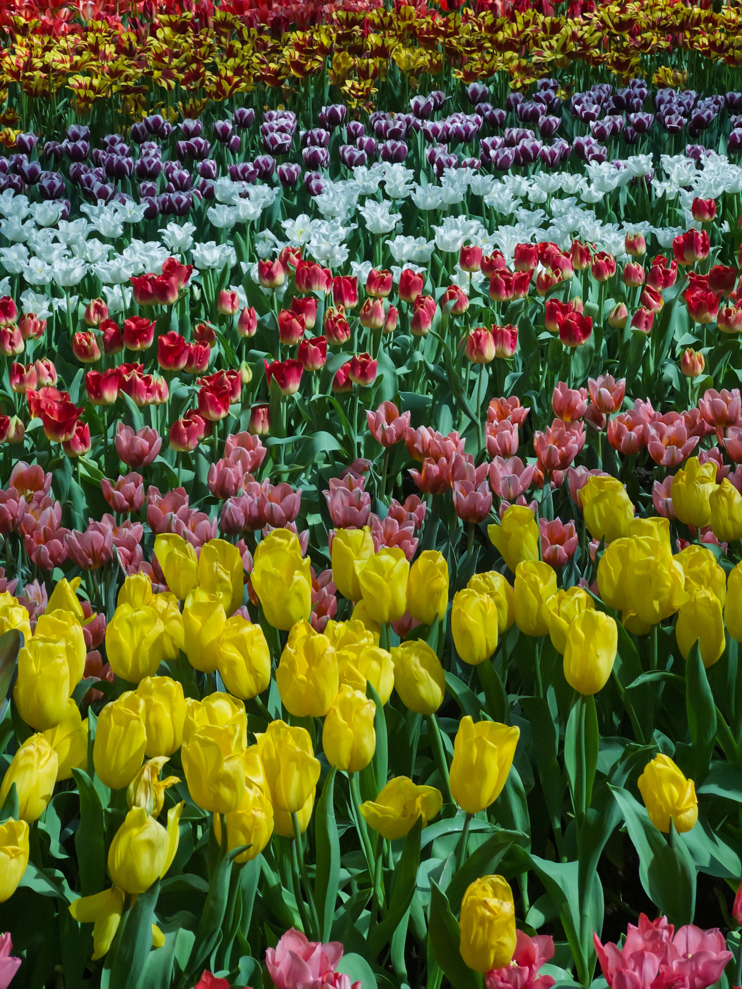 Tuin Ontwerp (Gegenereerde foto)