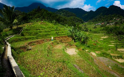 Free A scenic view of lush terraced rice fields in a tropical valley with a person working. Stock Photo