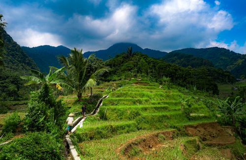 Free Scenic view of lush green rice terraces with distant mountains, capturing rural life. Stock Photo
