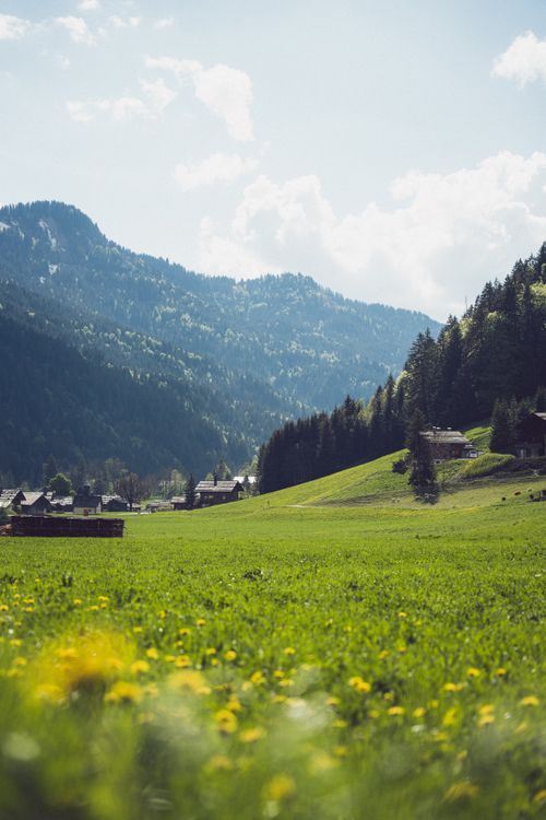Free Sunny day in alpine meadow with vibrant green grass and mountain views, perfect for nature enthusiasts. Stock Photo