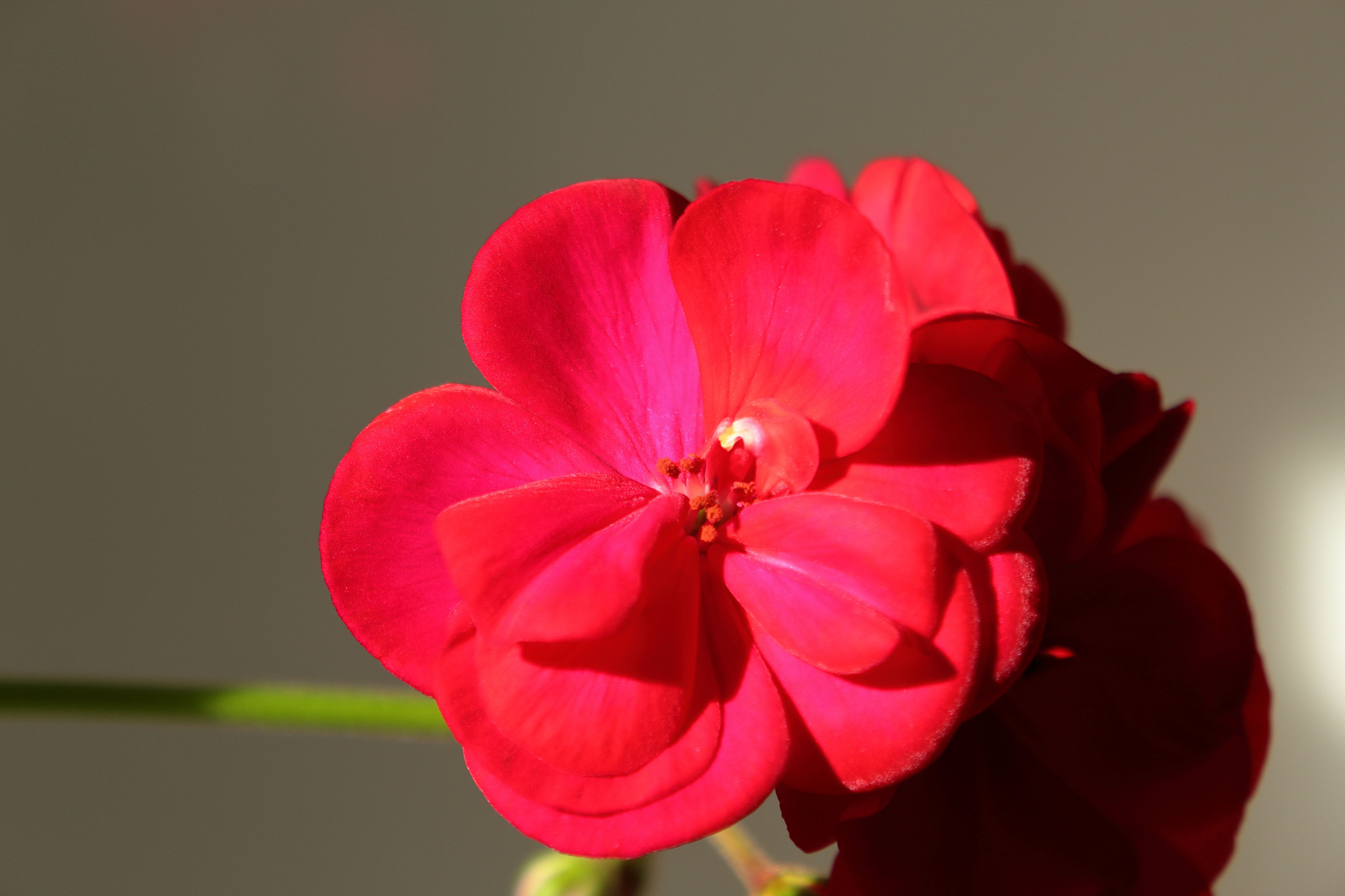 Close-up of a vibrant red geranium blossom in sunlight · Free Stock Photo