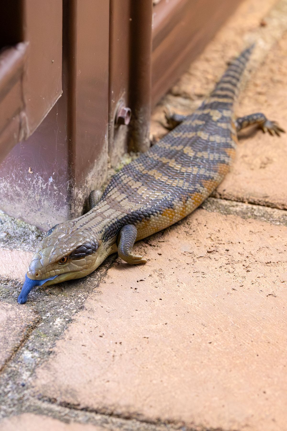 Are Blue-Tongue Lizards Dangerous? Poisonous, Bites, Dogs and Cats Explained