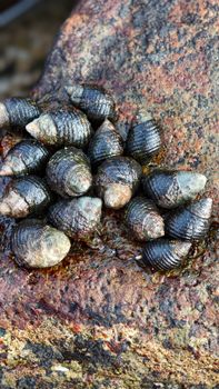 Close-up of periwinkle shells on a textured rock, ideal for nature and marine themes.
