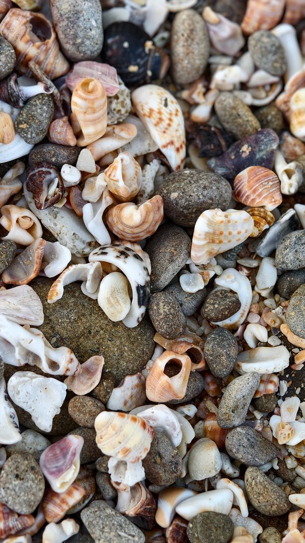 A Close-Up Shot of Seashells · Free Stock Photo