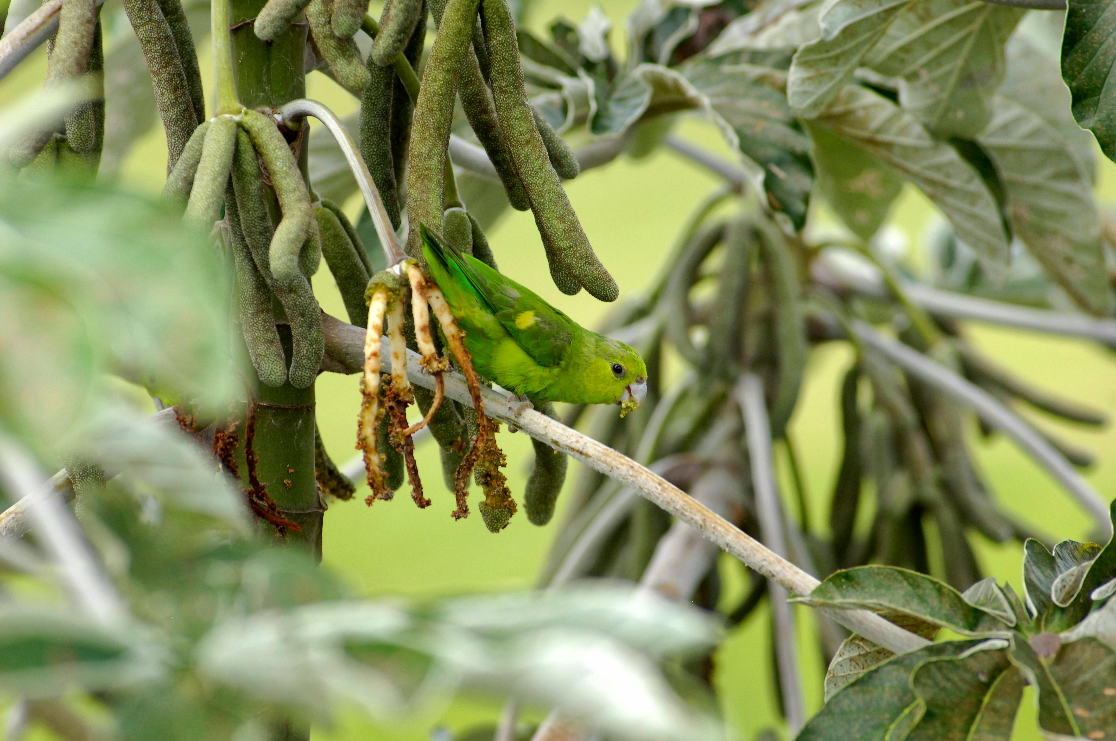 Vibrant green parrot perched on a papaya tree branch, São Paulo, Brazil.