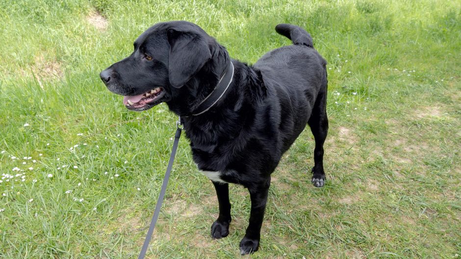 Dog-Friendly Walks in Eastern Fairfield County
