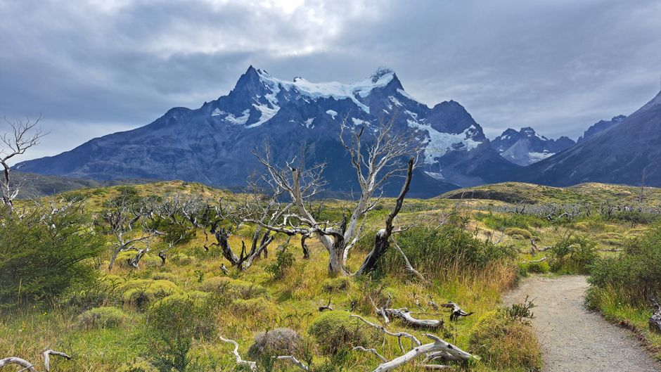 Stunning landscape of Torres del Paine mountains with lush greenery and dramatic sky.