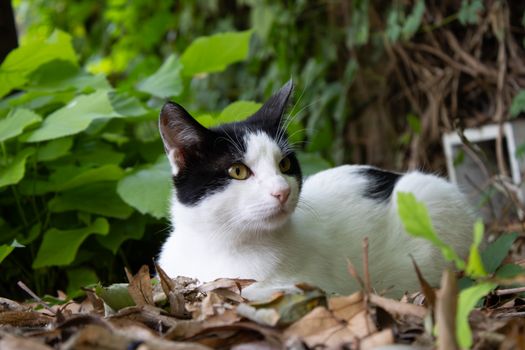 A black and white cat resting in a green garden surrounded by leaves and natural foliage.