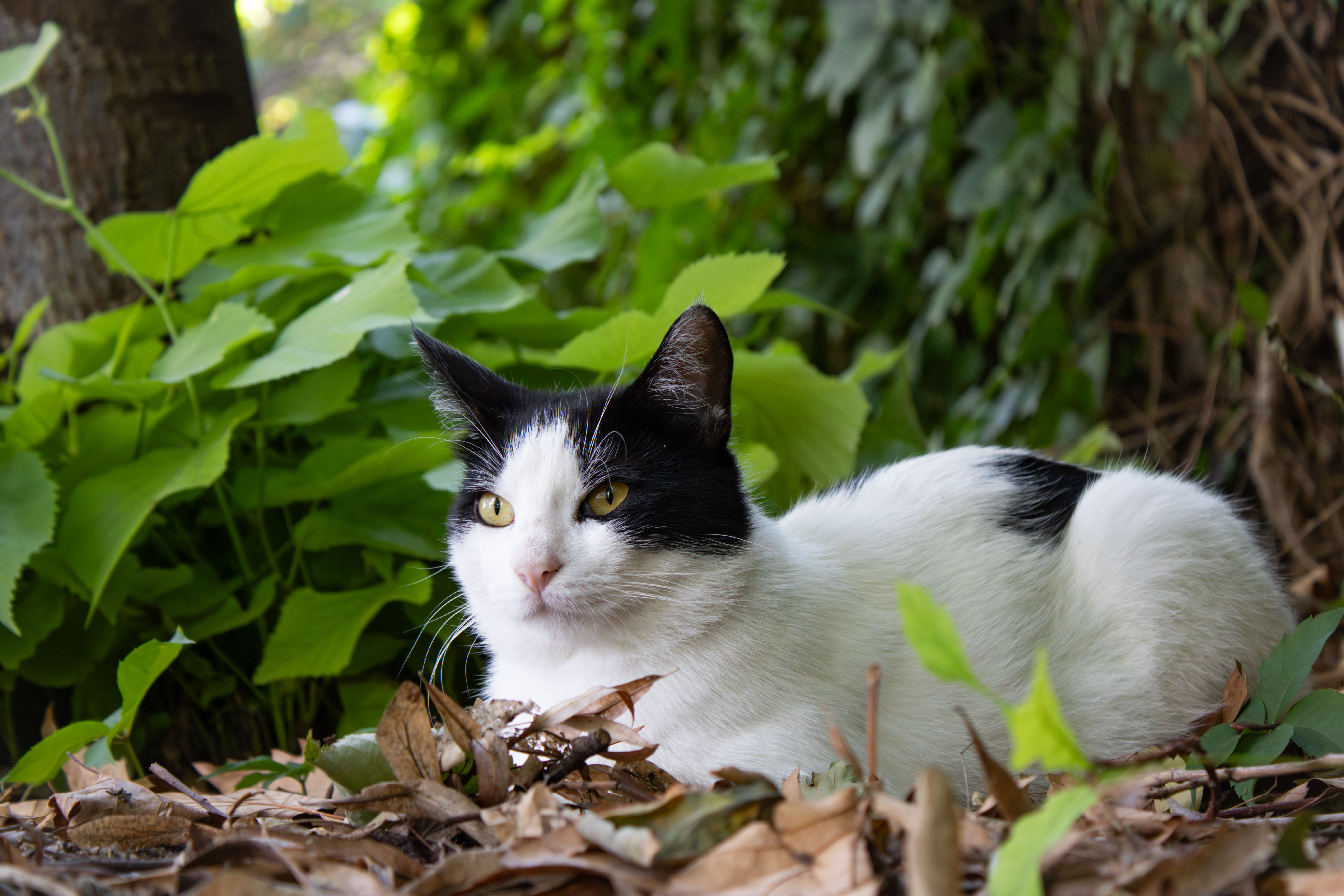 Calm Black and White Cat in Lush Greenery · Free Stock Photo