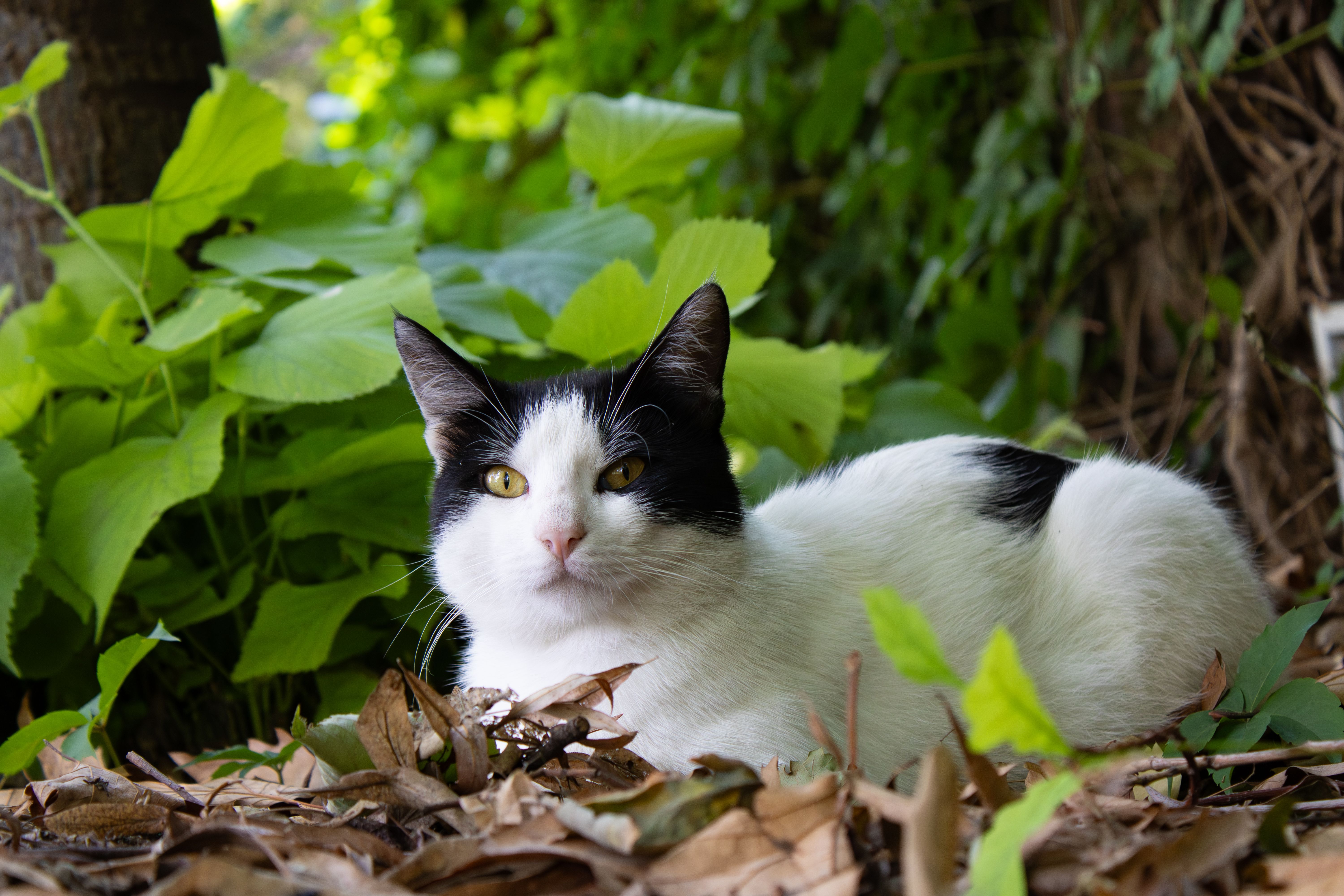 pet insurance veterinary costs — Photo by Emre Photography on Pexels